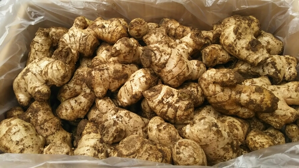 即決！親生姜 20キロ ひね生姜 茨城県直送♪ しょうが 野菜 【公式通販】