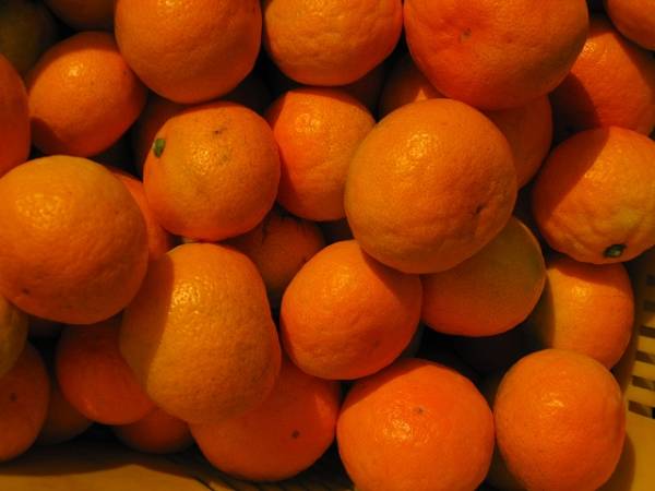 【こうの家】えひめ　あまい　ゆら早生みかん　10k