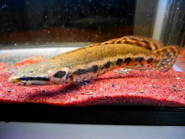 極上！！WILD　アーモンドスネークヘッド 22㎝位 綺麗！！