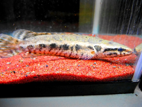 極上！！WILD　アーモンドスネークヘッド 22㎝位 綺麗！！