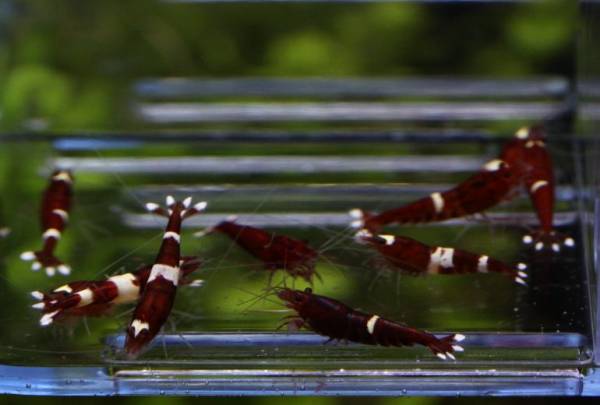 ▼▲▼▲ レッドシャドー　画像の８匹＋２匹 (^^)v　ebgina-zu