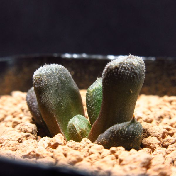 多肉植物 ハオルチア 黒陽錦 斑無 観葉植物 花、園芸 【公式通販】