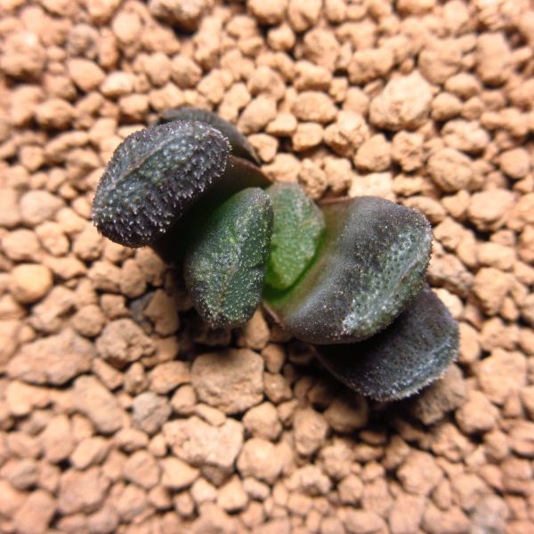 多肉植物 ハオルチア 黒陽錦 斑無 観葉植物 花、園芸 【公式通販】