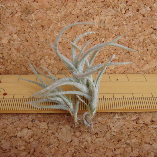 ☆エアープランツ:チランジア:T. chusgonensis