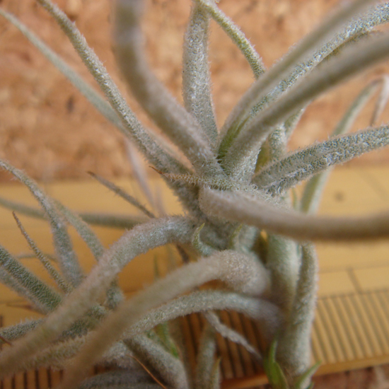 ☆エアープランツ:チランジア:T. chusgonensis