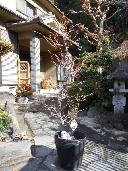 最新作，豊富な 梅 雲竜梅 見ごたえあります 蕾多数(植木、庭木)｜売買されたオークション情報、yahooの商品情報をアーカイブ公開 - オークファン 植木、庭木