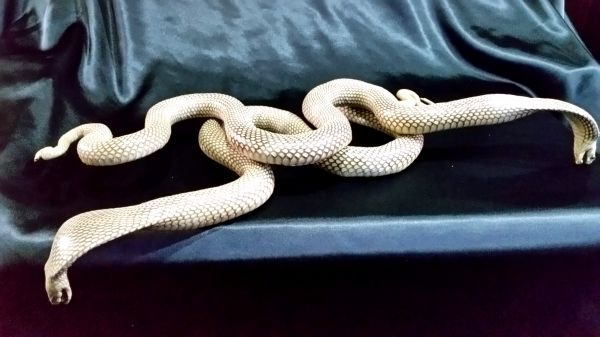 動物 キングコブラ 牙の標本 即納 貴重 コブラの剥製 -