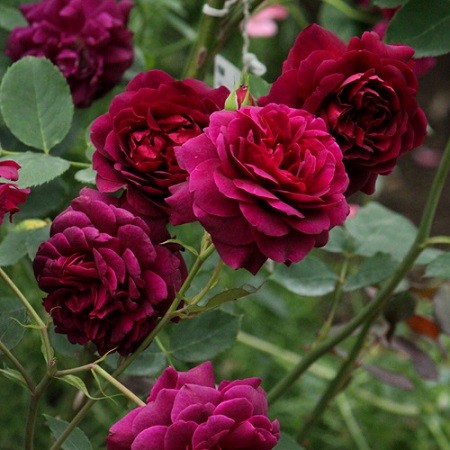 ★禅ローズ　バラ大苗【真夜】★