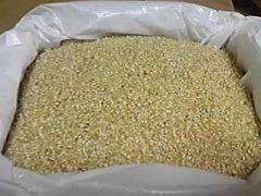 ★発芽玄米★富山県産こしひかり１００％★年末１０％ＯＦＦ！！