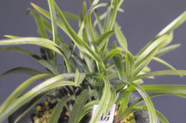 日本春蘭＊福助＊関東産、株立