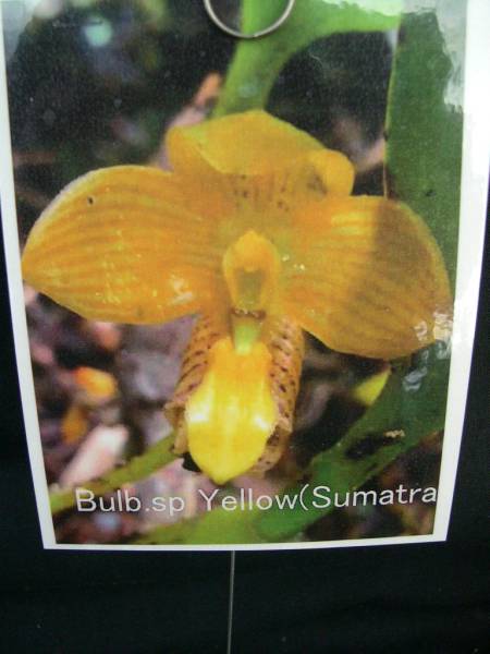HIF洋蘭 Bulb.sp スマトラ産黄色