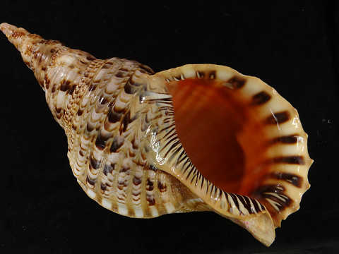 h257926110.3