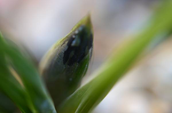 日本春蘭　　　無名　　黒花　　山野草