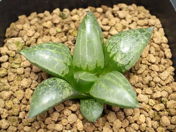 v(^0^)v ハオルチア “コンプトニアナ”