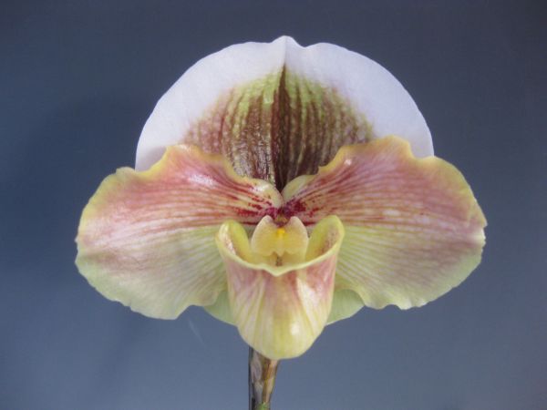 洋蘭 1855 Paph. ( Copperware x Morning Dew )　花着