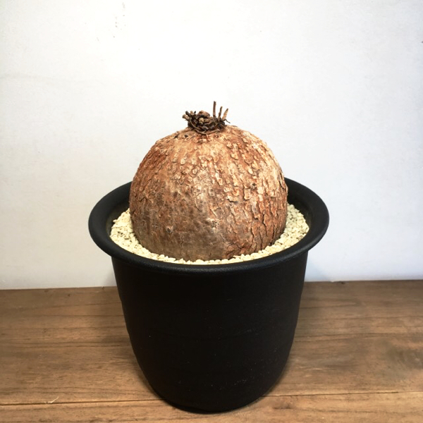 イポメア ホルビー 塊根植物 イポメアホルビーです 【公式通販】