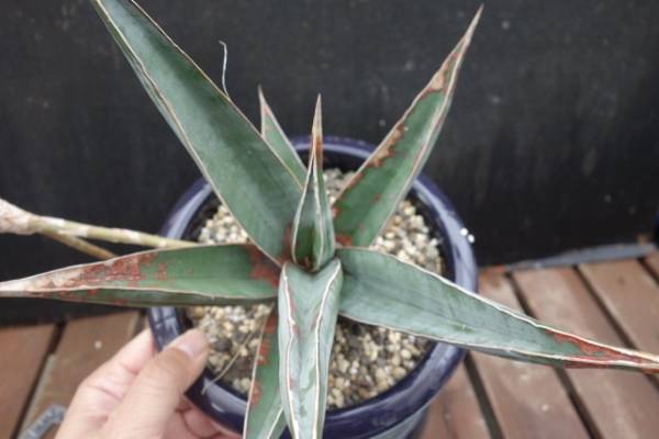 *・ω・*　サンスベリア　ピングイクラ　子株付き　１円！