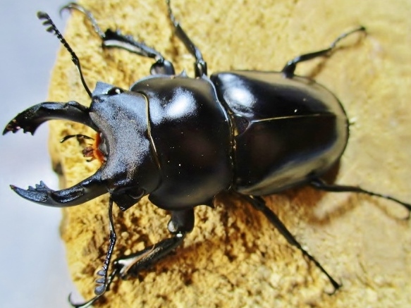 【マキシムスマルバネ】◆ＷＦ１幼虫×１０頭◆漆黒マルバネ大型種◆今後はもう観ることができなくなりそうです