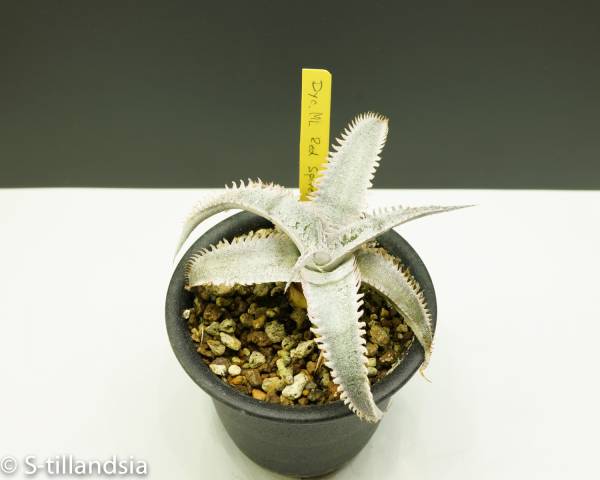 Grand Marnier Dyckia, S-Dyckia Marnier Lapostollei Red Spines
