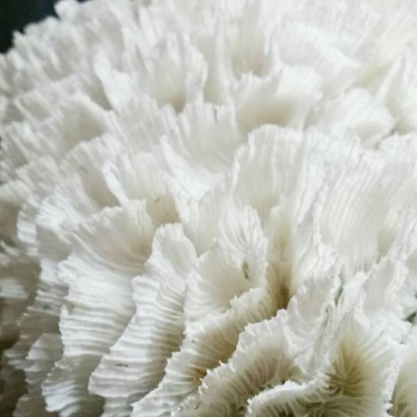 8【珊瑚】特大★飾り サンゴ礁 置物★白 海水魚 水槽 レイアウト インテリア 化石