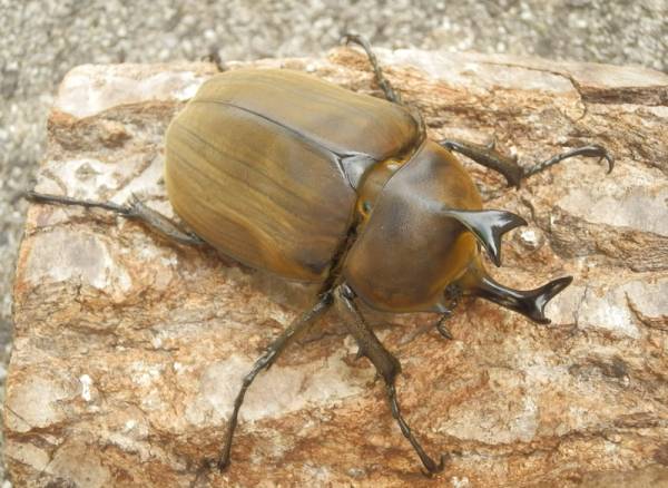 アヌビスゾウカブト ♂82mm♀♀トリオ(CBF2) アヌビスゾウカブト ♂82mm♀♀トリオ(CBF2)