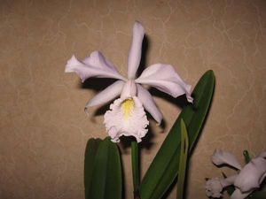 原種洋ラン　C. maxima coerulea sib 原種洋ラン C. maxima coerulea sib 原種洋ラン C. maxima coerulea sib