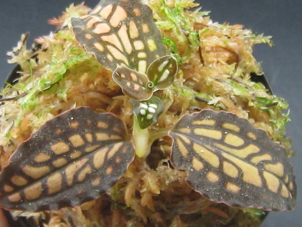 AG ジュエルオーキッド　ステノグロッサ