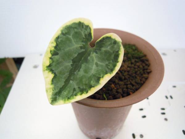 山野草　カンアオイ　オトメカンアオイ　銘品　大日輪