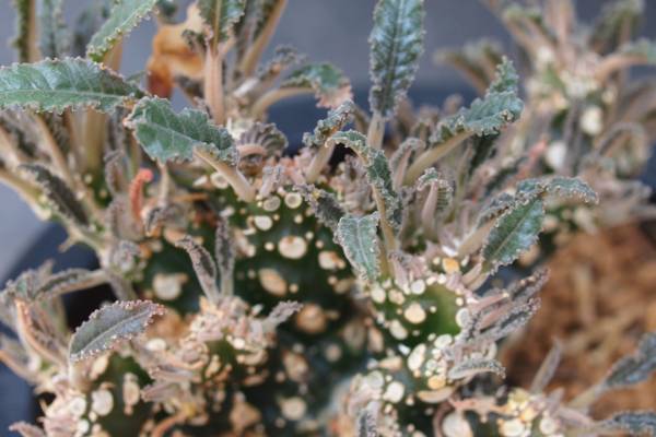 ★☆[ぺてぃのお店]　ドルステニア　フォエチダ　　Dorstenia foetida　綴化　帯化　実生☆★