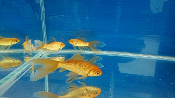 【自然の館】 鉄魚 / ２歳魚・赤　３匹_1