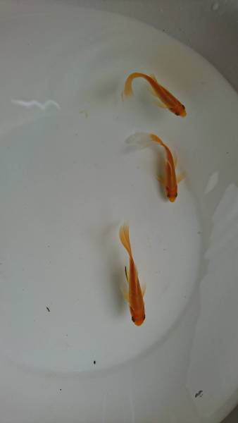 【自然の館】 鉄魚 / ２歳魚・赤　３匹_2