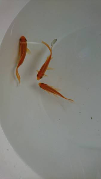 【自然の館】 鉄魚 / ２歳魚・赤　３匹_3