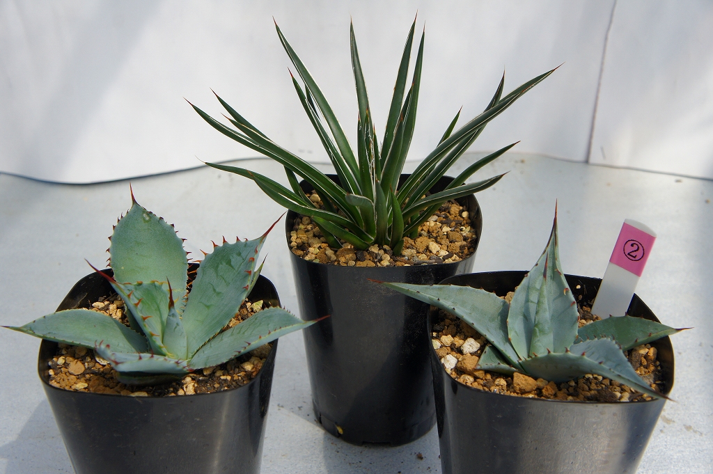 実生　アガベ　×3株　グアダラハラナ/デザーティ/ゲミニフローラ　 AGAVE　guadalajarana/deserti var. deserti/geminiflora　[抜苗]　②