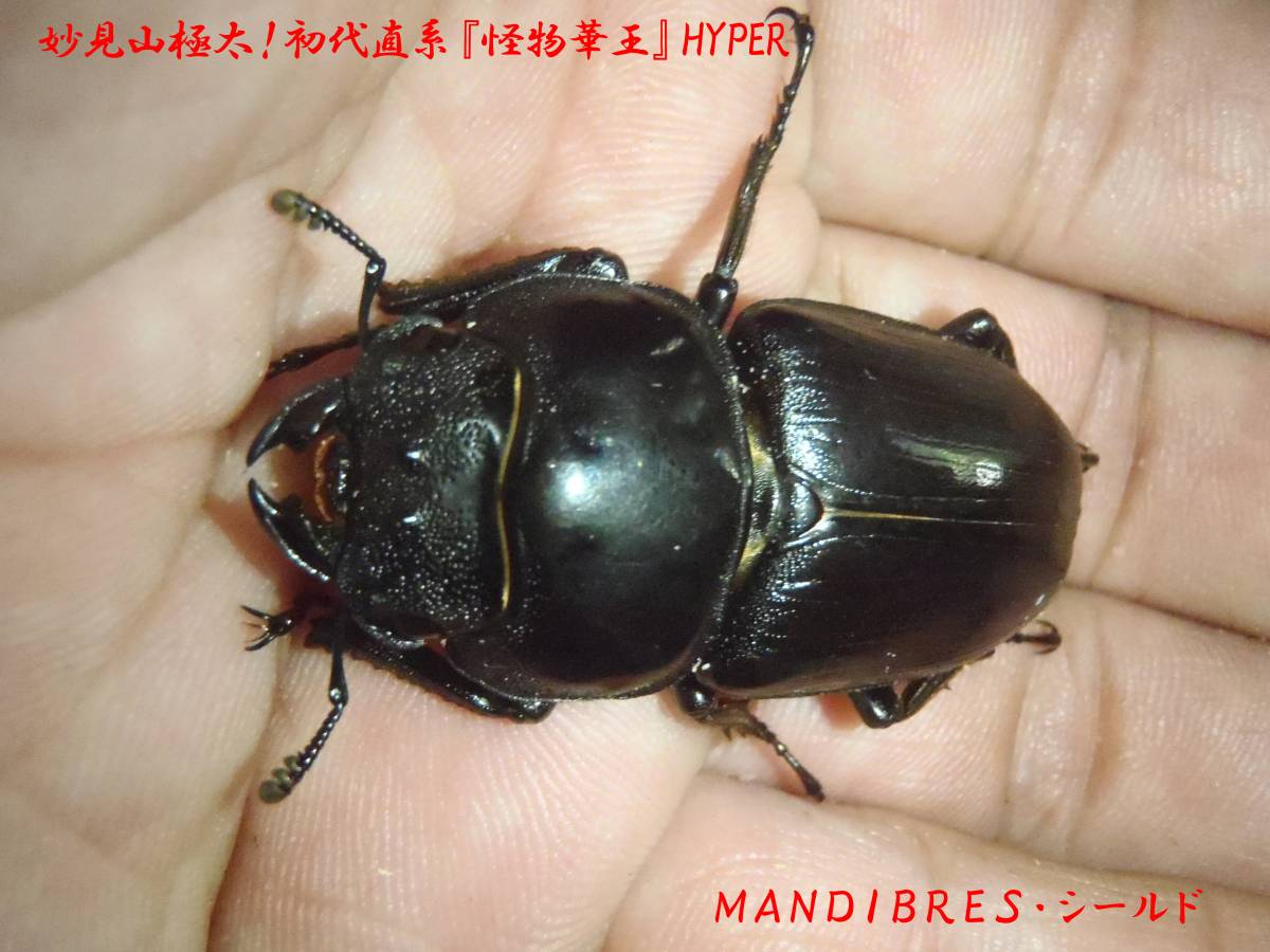 ＭＡＮＤＩＢＲＥＳ・シールド初代『怪物華王』直系Ｆ７ＨＹＰＥＲライン♀４９ｍｍ即ブリ　交尾可！