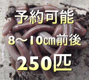 天然ドバミミズ特大220匹① Yahoo!オークション - 「天然ドバミミズ」スポーツ、レジャーの落札