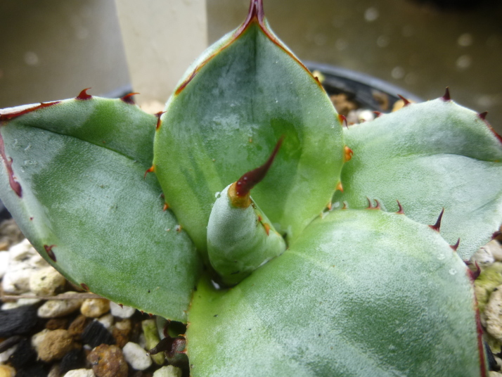 ◆アガベ　パリー　トルンカータ(トリカラー)　-1◆サボテン多肉観葉