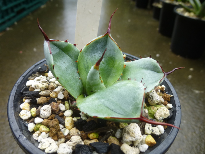 ◆アガベ　パリー　トルンカータ(トリカラー)　-1◆サボテン多肉観葉