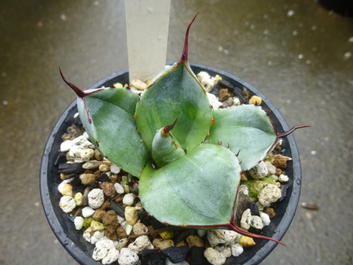 ◆アガベ　パリー　トルンカータ(トリカラー)　-1◆サボテン多肉観葉