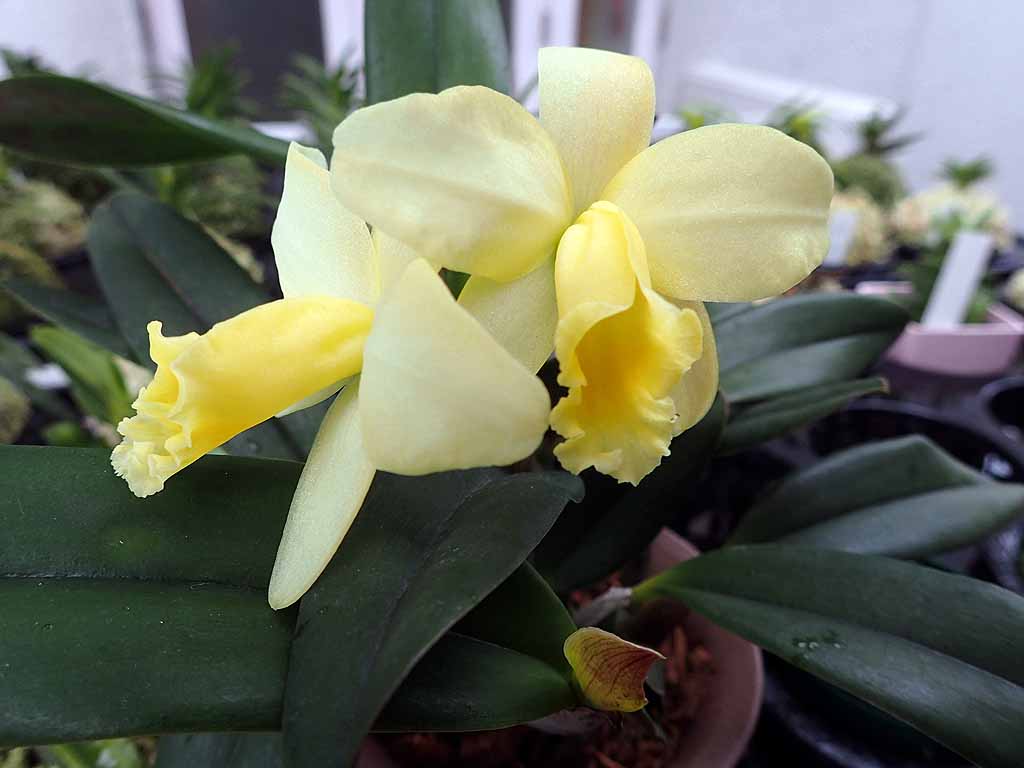 ランに魅せられて Y Drop 花写真図鑑・One PIXTA 輝くような黄色い