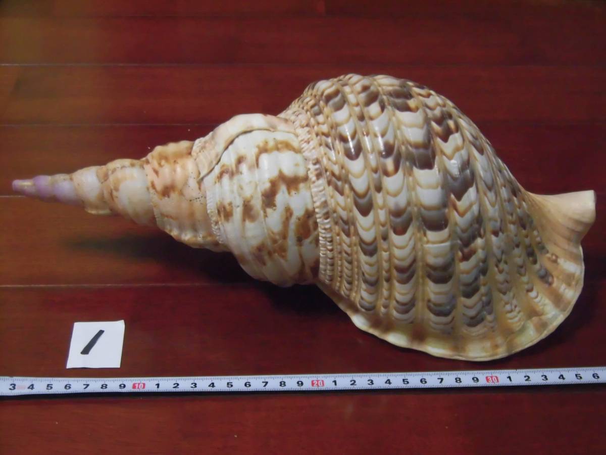 ★沖縄天然　法螺貝　ほら貝 ★　約37㎝　750ｇ　①★