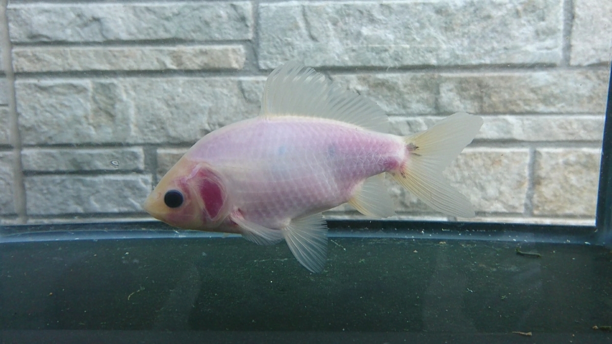 ＊U2＊　2016年産　隼人錦　動画あり　a121