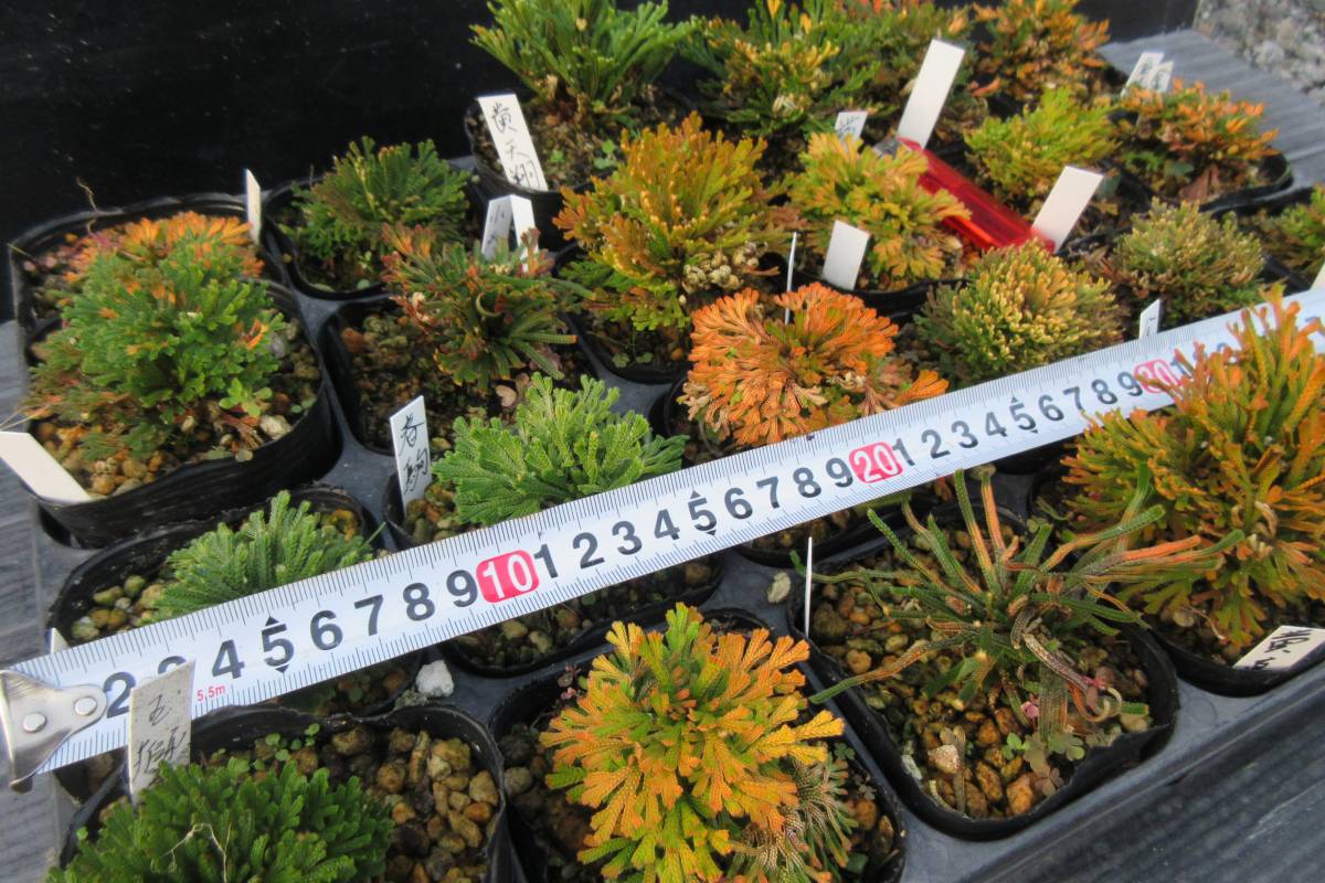 a＆e19 イワヒバ寄せ植え盆栽 山野草7種 竹の植木鉢に観葉植物の盆栽