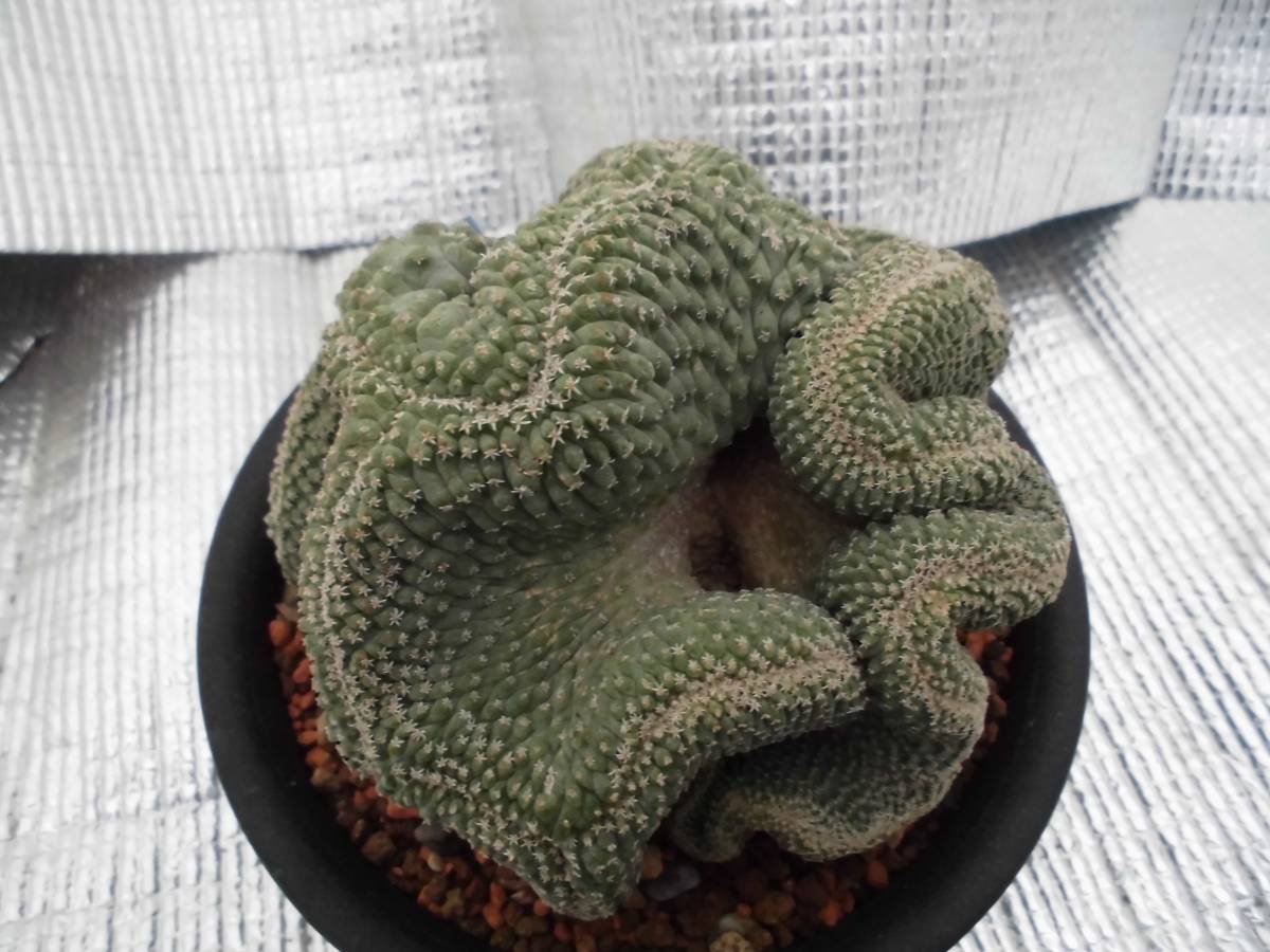 菊水 サボテン・菊水綴化(実生） 実生 錣化 菊鉢6号 サボテン 菊水 綴