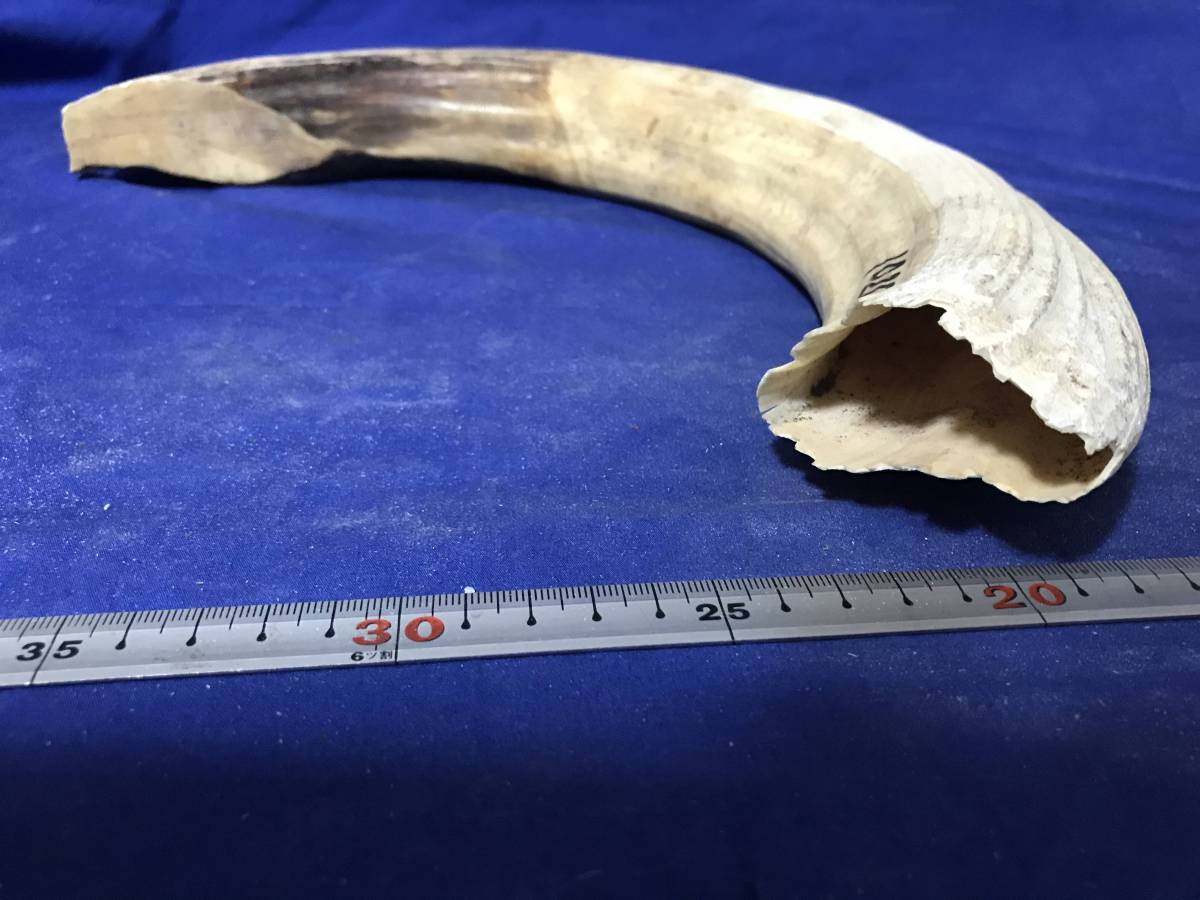 河馬　カバ牙歯材1.02ｋｇ漁具疑似餌ルアー彫刻根付