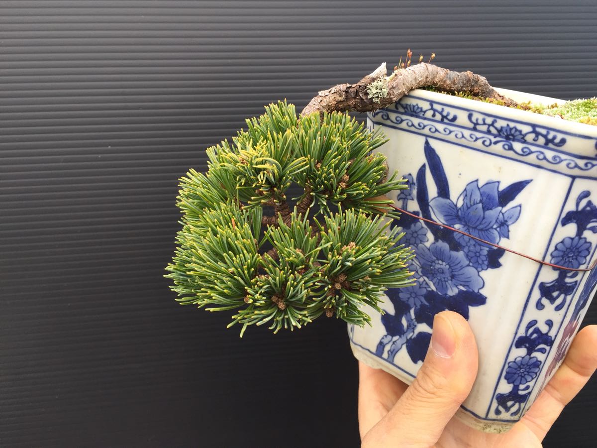 ☆八房五葉松☆福泉☆上下8㎝／懸崖.極短葉／懸崖鉢付き／ミニ盆栽