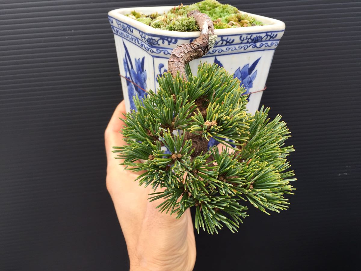 Yahoo!オークション - 『 八房五葉松／福泉 』希少種／五葉台／樹高10