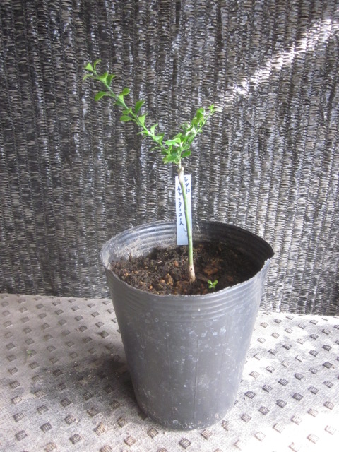 フィンガーライム接木苗　　レッドチャーターユース　　　小苗