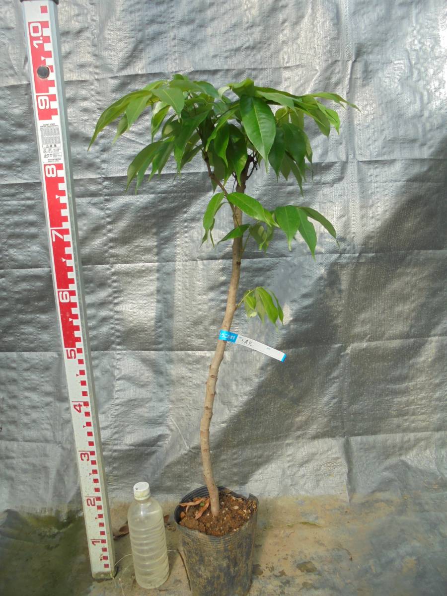 得価，本物保証 ライチ苗木☆玉荷包レイシ取木苗