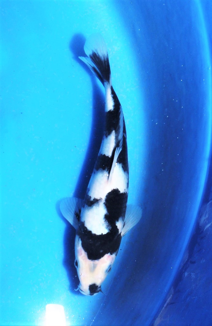 e208637188.1