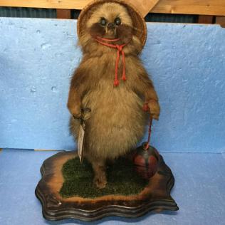 老舗旅館の引き上げ品】狸 タヌキ たぬき 剥製 はく製 置物 インテリア